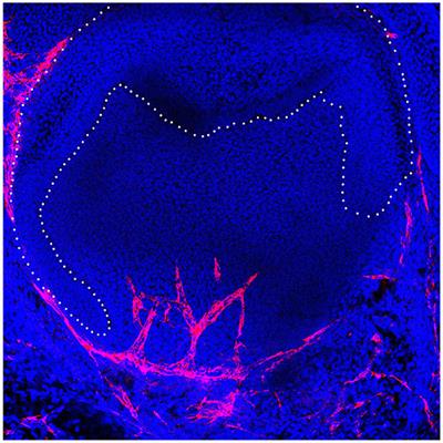 Editorial: Contemporary Models in Ectodermal Organ Development, Maintenance and Regeneration